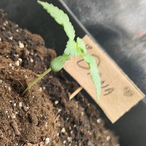 Morgana&Diana growlog timeline photo