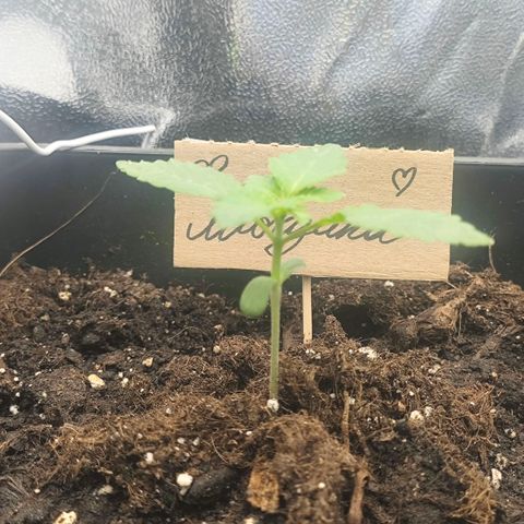 Morgana&Diana growlog timeline photo