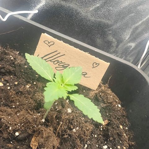 Morgana&Diana growlog timeline photo