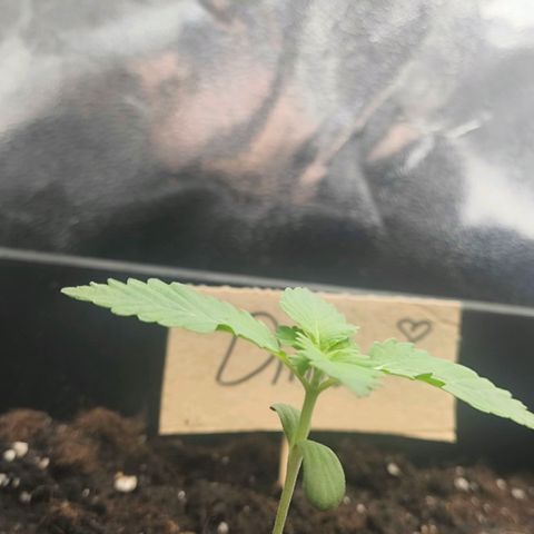Morgana&Diana growlog timeline photo