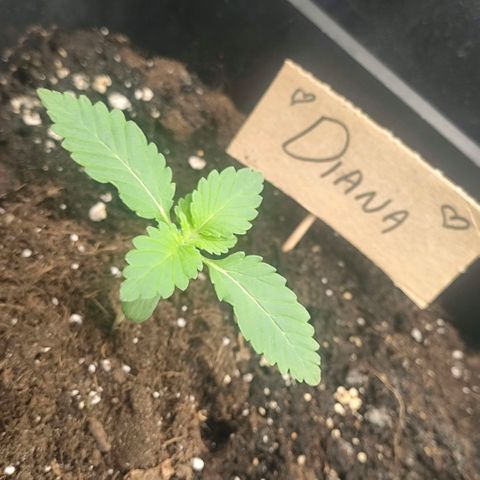 Morgana&Diana growlog timeline photo