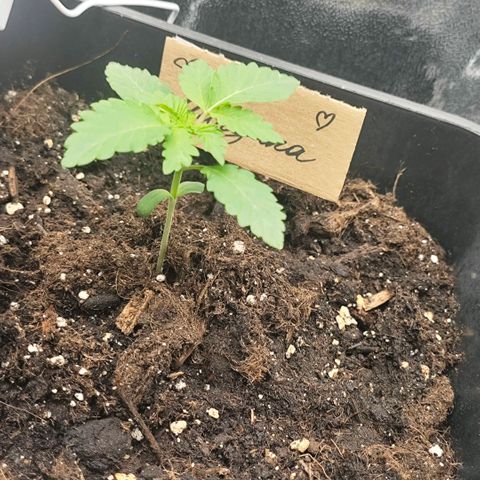 Morgana&Diana growlog timeline photo