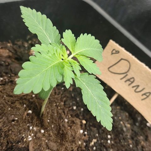 Morgana&Diana growlog timeline photo