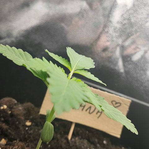Morgana&Diana growlog timeline photo