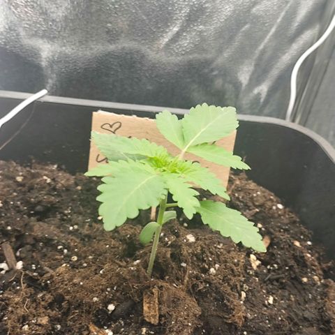 Morgana&Diana growlog timeline photo