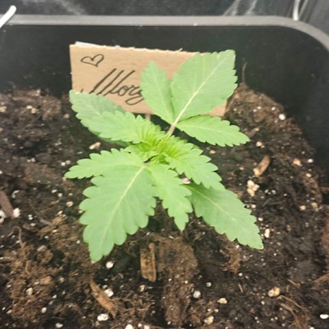 Morgana&Diana growlog timeline photo