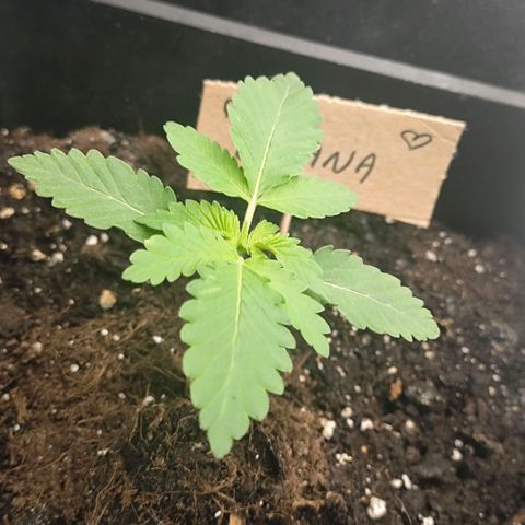 Morgana&Diana growlog timeline photo