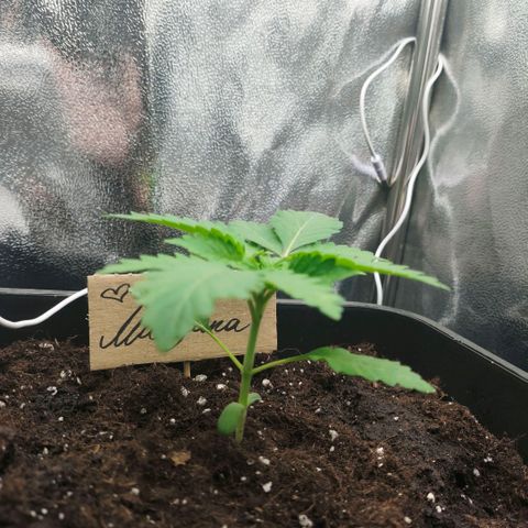Morgana&Diana growlog timeline photo