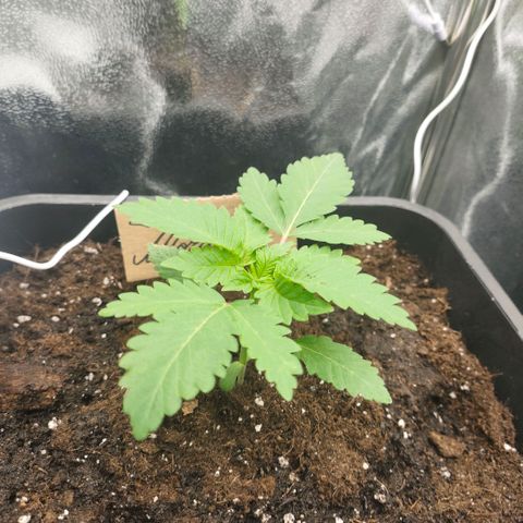 Morgana&Diana growlog timeline photo