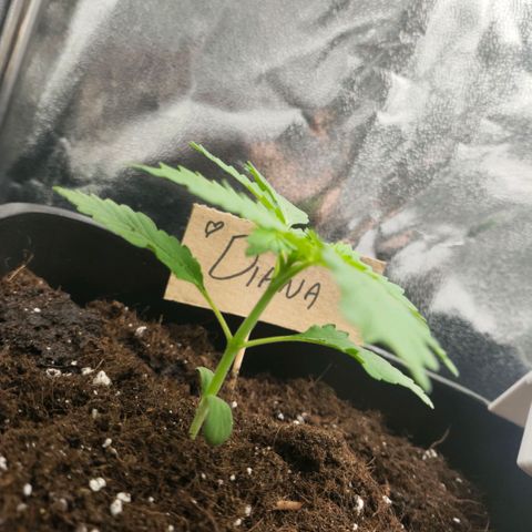 Morgana&Diana growlog timeline photo