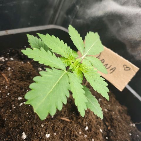 Morgana&Diana growlog timeline photo