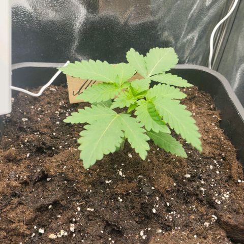Morgana&Diana growlog timeline photo