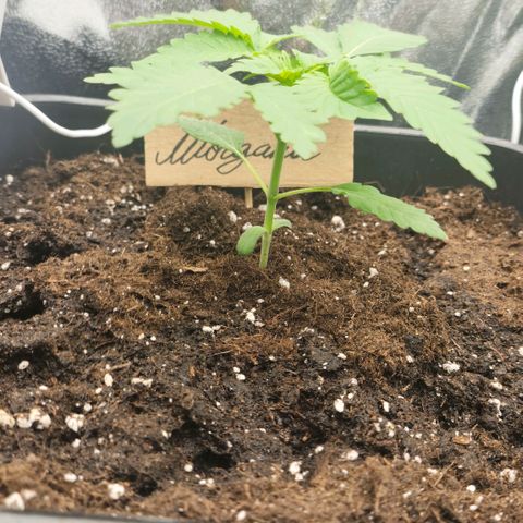 Morgana&Diana growlog timeline photo