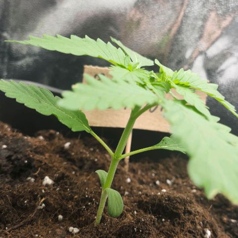 Morgana&Diana growlog timeline photo