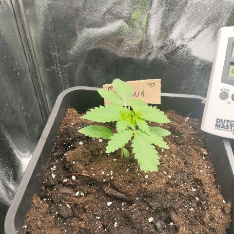 Morgana&Diana growlog timeline photo