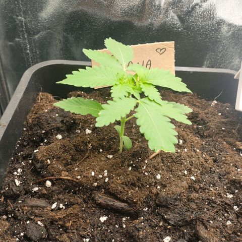 Morgana&Diana growlog timeline photo