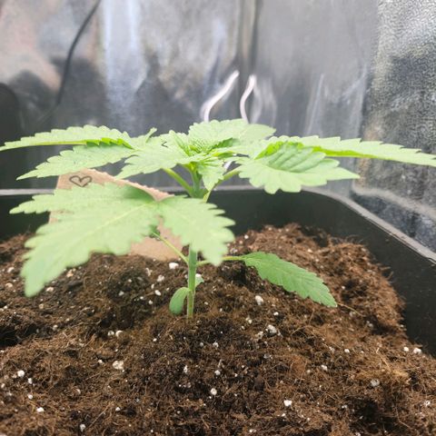 Morgana&Diana growlog timeline photo