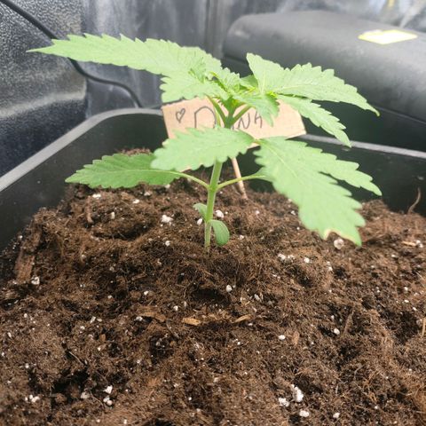 Morgana&Diana growlog timeline photo