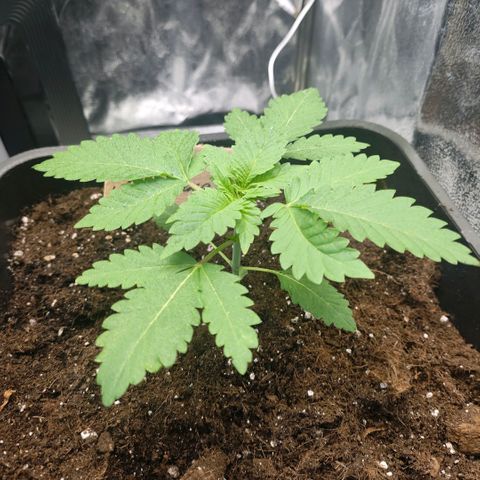 Morgana&Diana growlog timeline photo