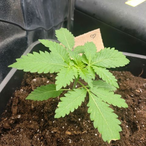 Morgana&Diana growlog timeline photo