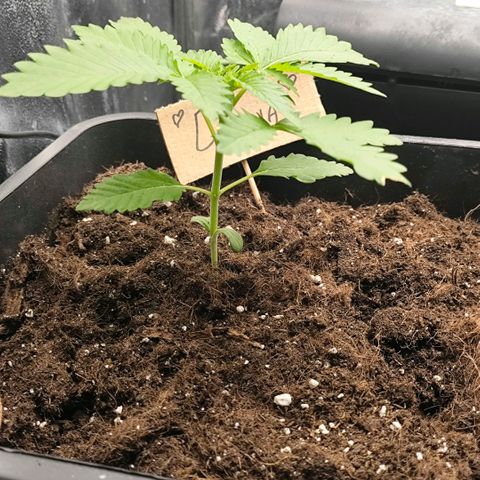 Morgana&Diana growlog timeline photo