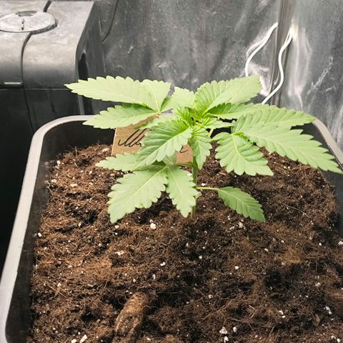 Morgana&Diana growlog timeline photo