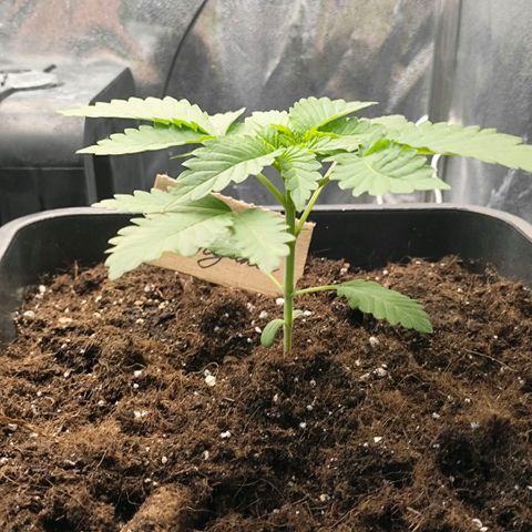 Morgana&Diana growlog timeline photo