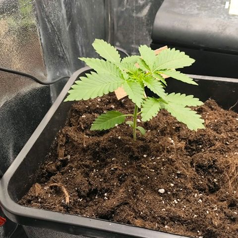 Morgana&Diana growlog timeline photo