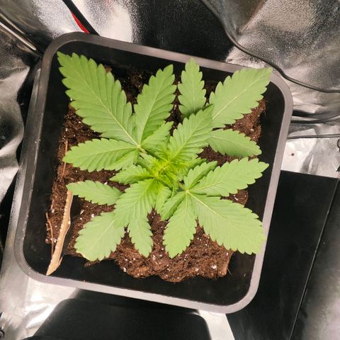 Morgana&Diana growlog timeline photo