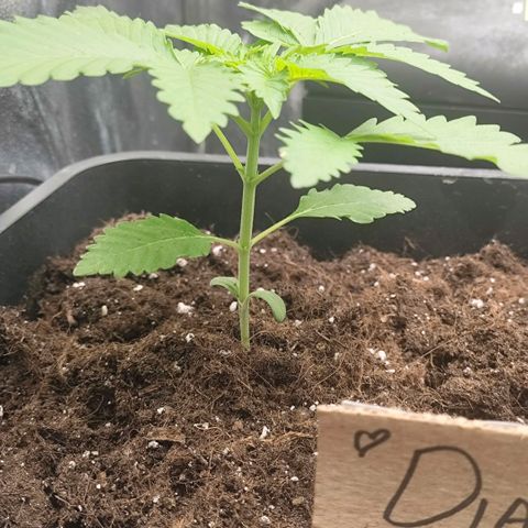 Morgana&Diana growlog timeline photo