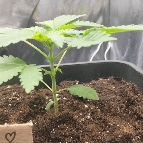 Morgana&Diana growlog timeline photo