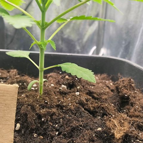 Morgana&Diana growlog timeline photo