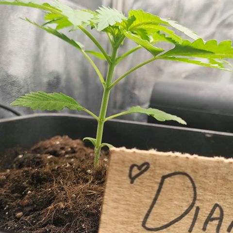 Morgana&Diana growlog timeline photo