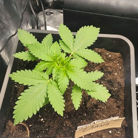 Morgana&Diana growlog timeline photo