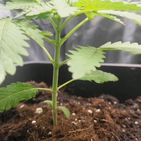 Morgana&Diana growlog timeline photo