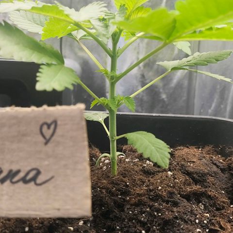 Morgana&Diana growlog timeline photo