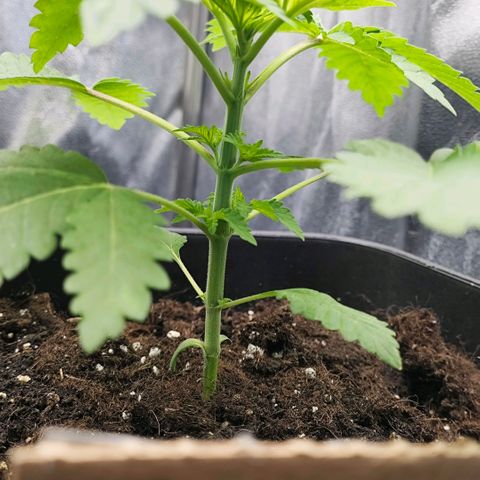 Morgana&Diana growlog timeline photo