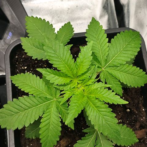Morgana&Diana growlog timeline photo