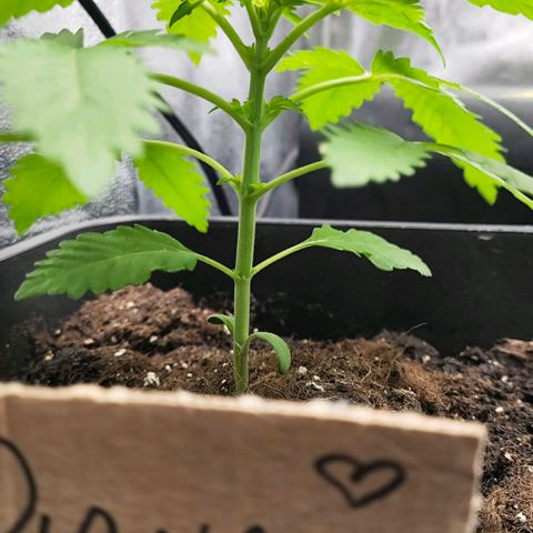 Morgana&Diana growlog timeline photo