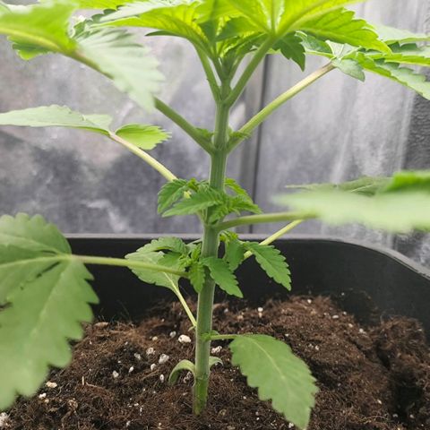 Morgana&Diana growlog timeline photo
