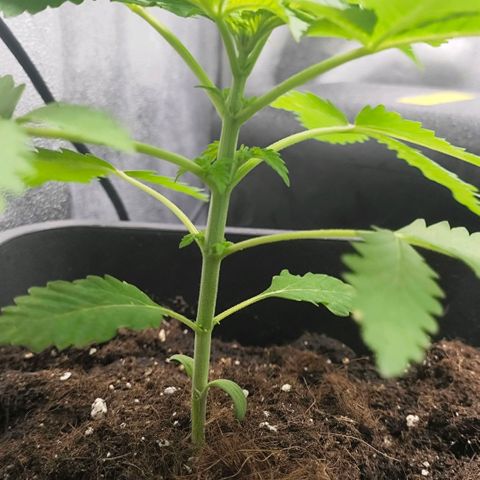 Morgana&Diana growlog timeline photo