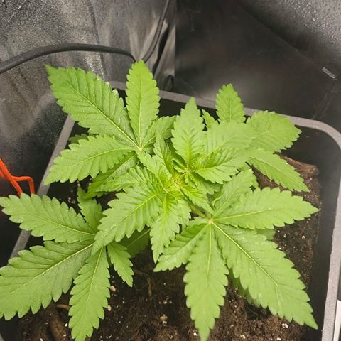 Morgana&Diana growlog timeline photo