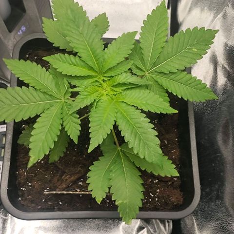 Morgana&Diana growlog timeline photo