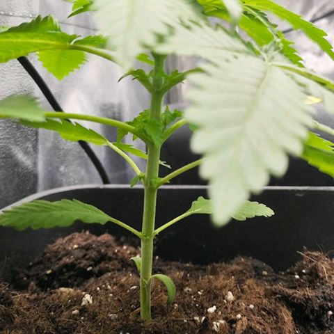 Morgana&Diana growlog timeline photo