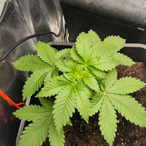 Morgana&Diana growlog timeline photo