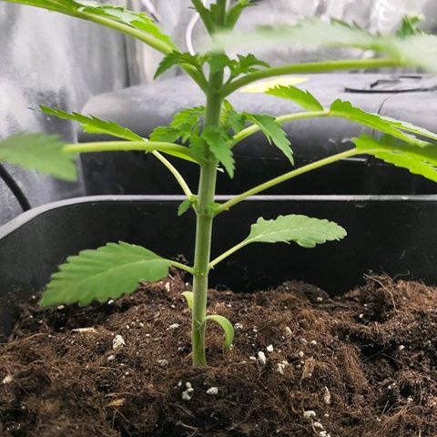 Morgana&Diana growlog timeline photo