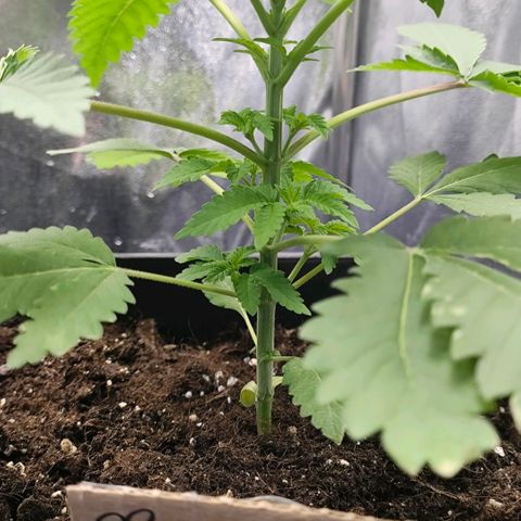 Morgana&Diana growlog timeline photo