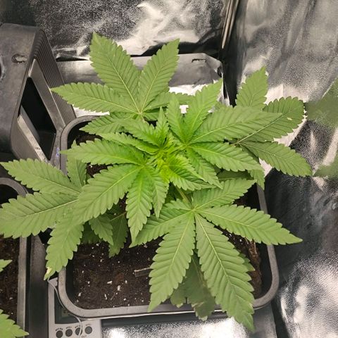 Morgana&Diana growlog timeline photo