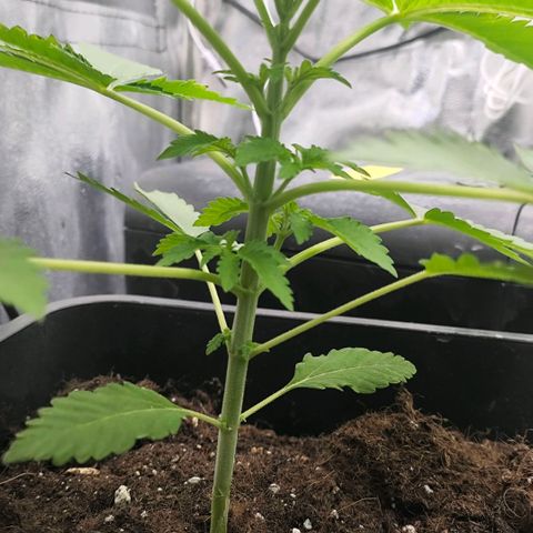Morgana&Diana growlog timeline photo