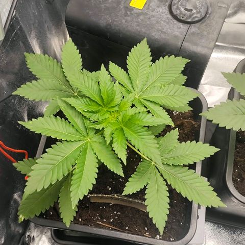 Morgana&Diana growlog timeline photo